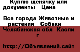 Куплю щенячку или документы › Цена ­ 3 000 - Все города Животные и растения » Собаки   . Челябинская обл.,Касли г.